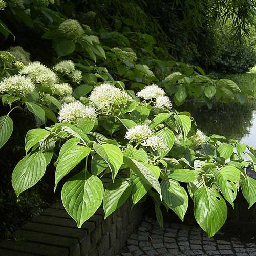 Cornus controversa - Wedding Cake Tree (Green Foliage)