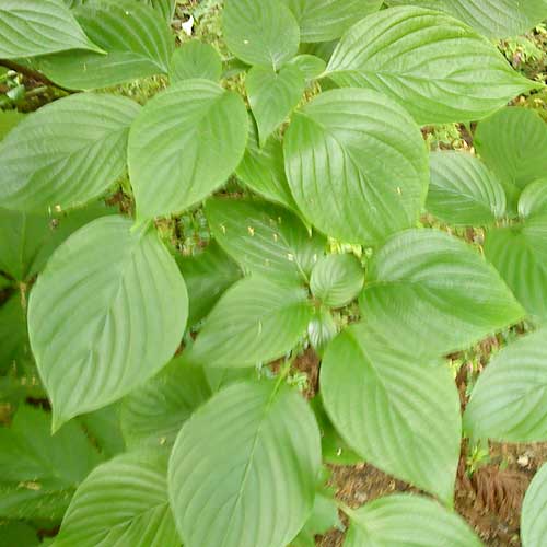 Cornus controversa - Wedding Cake Tree (Green Foliage)