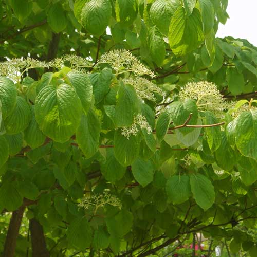 Cornus controversa - Wedding Cake Tree (Green Foliage)