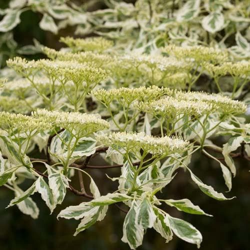 Cornus controversa Variegata - Future Forests