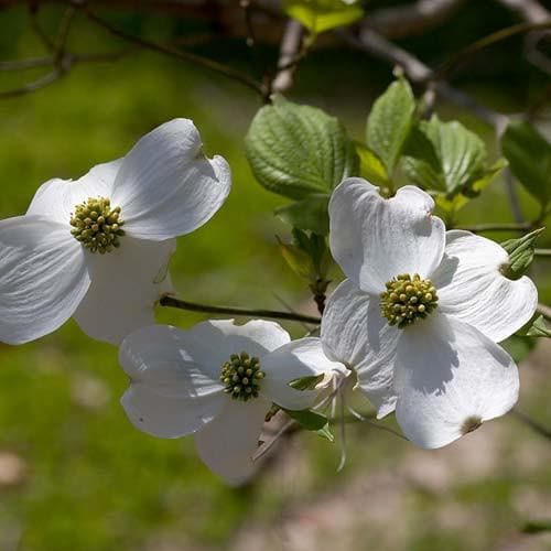 Cornus florida - Future Forests