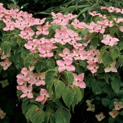 Cornus kousa Satomi - Japanese Dogwood
