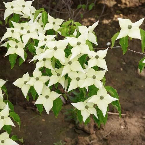 Cornus kousa Chinensis - Future Forests