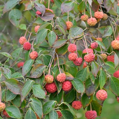 Cornus kousa var. chinensis China Girl