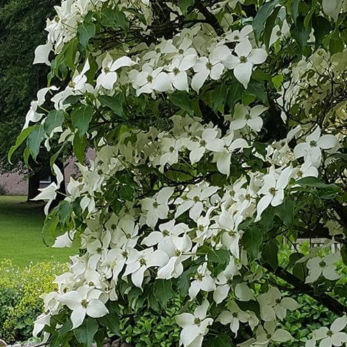 Cornus kousa var. chinensis China Girl