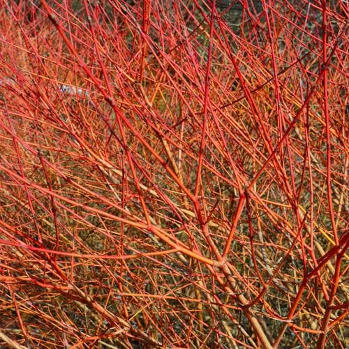 Cornus sanguinea Midwinter Fire