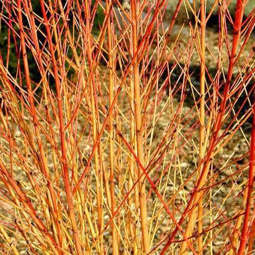 Cornus sanguinea Midwinter Fire