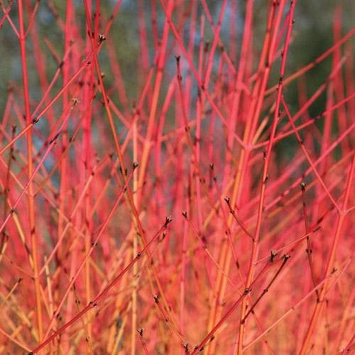 Cornus sanguinea Midwinter Fire