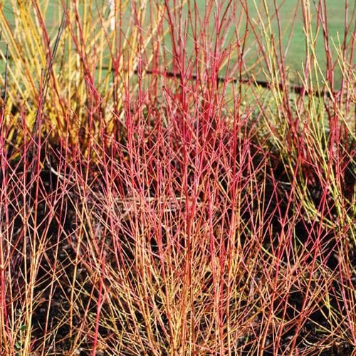 Cornus sanguinea Midwinter Fire