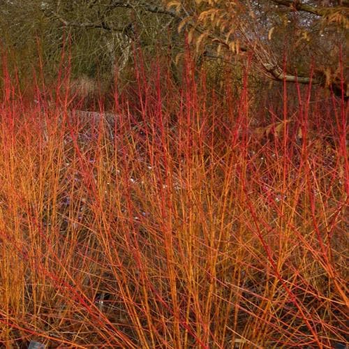 Cornus sanguinea Midwinter Fire