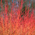 Cornus sanguinea Midwinter Fire