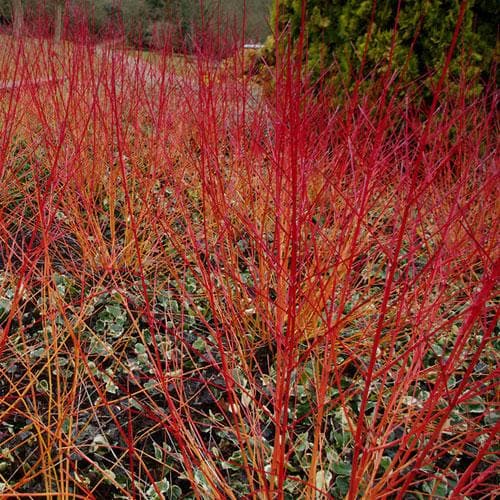 Cornus sanguinea Anny's Winter Orange - Future Forests