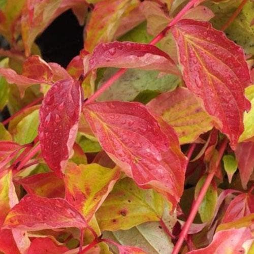 Cornus sanguinea Anny's Winter Orange - Future Forests