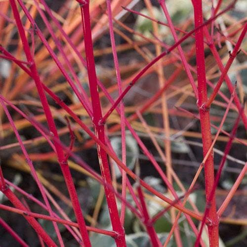 Cornus sanguinea Anny's Winter Orange - Future Forests