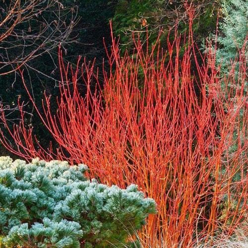 Cornus sanguinea Anny's Winter Orange - Future Forests