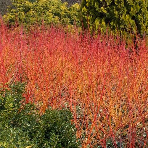 Cornus sanguinea Anny's Winter Orange - Future Forests