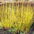 Cornus sericea Flaviramea Bareroot | 2-3ft