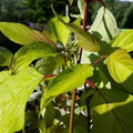 Cornus alba Aurea Bareroot | 3-4ft