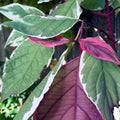 Cornus alba Elegantissima Bareroot | 1-2ft / Not provided / Not provided