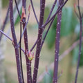 Cornus alba Kesselringii Bareroot | 2-3ft