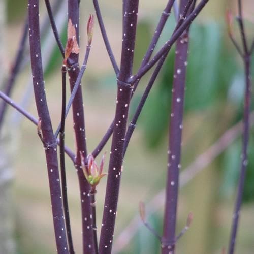 Cornus alba Kesselringii Bareroot | 2-3ft