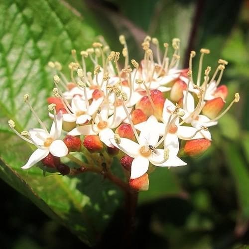 Cornus alba Kesselringii - Future Forests