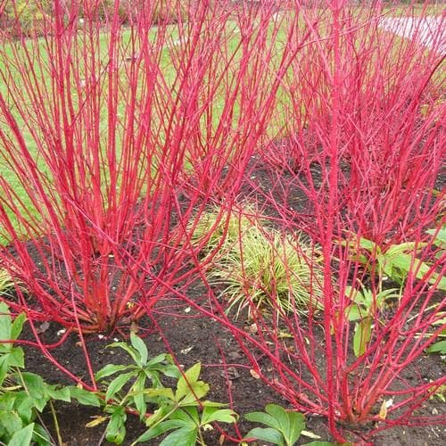 Cornus alba Siberica - Future Forests