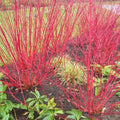 Cornus alba Siberica Bareroot | 2-3ft / Not provided