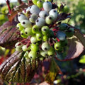 Cornus alba Siberian Pearls Bareroot | 2-3ft