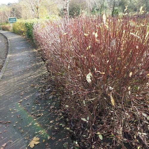 Cornus alba Siberica - Future Forests