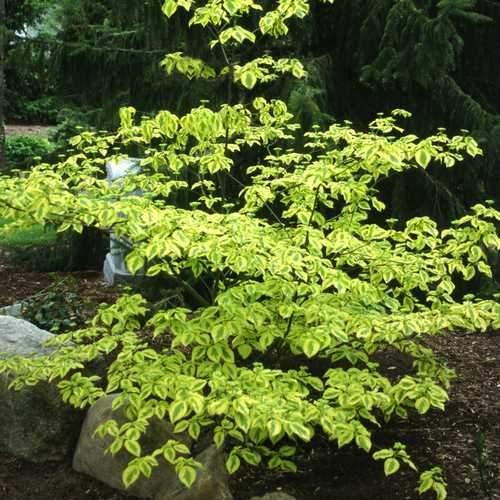 Cornus alternifolia Golden Shadows - Future Forests