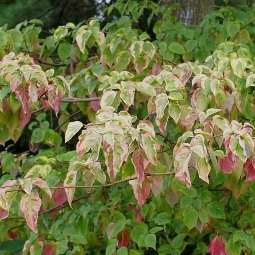 Cornus alternifolia Golden Shadows - Future Forests