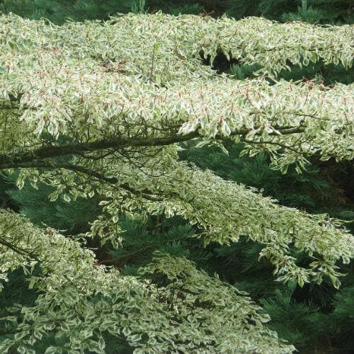 Cornus alternifolia Argentea - Future Forests