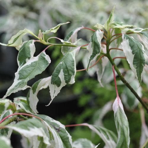 Cornus alternifolia Argentea - Future Forests