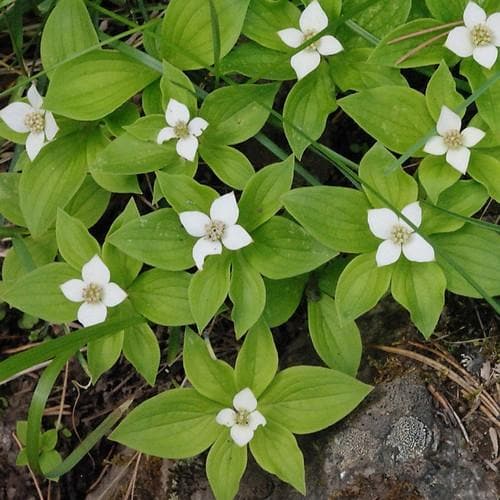 Cornus canadensis - Future Forests