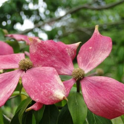 Cornus capitata Kilmacuragh Rose - Future Forests