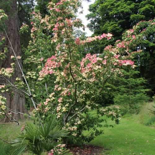 Cornus capitata Kilmacuragh Rose - Future Forests