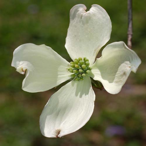 Cornus florida