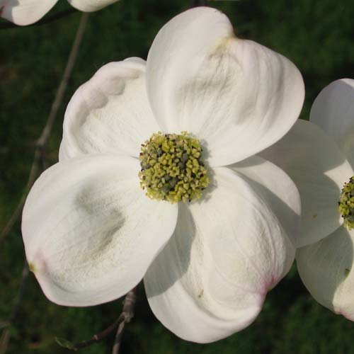 Cornus florida