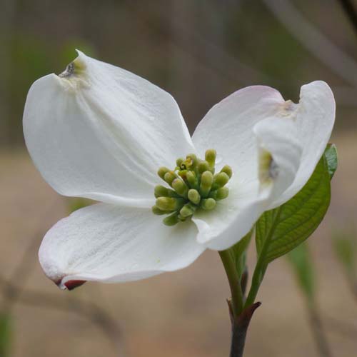 Cornus florida
