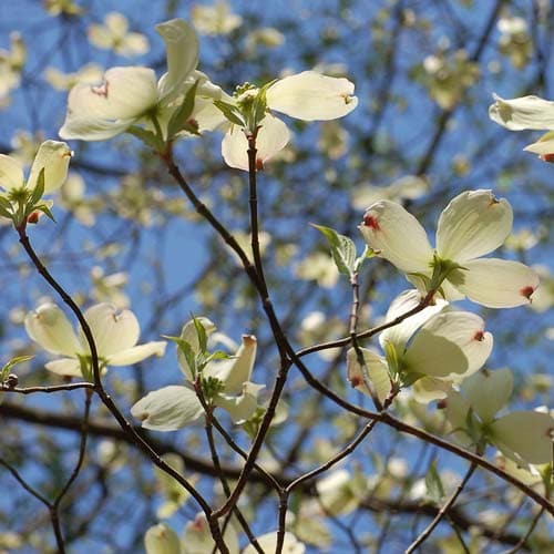 Cornus florida