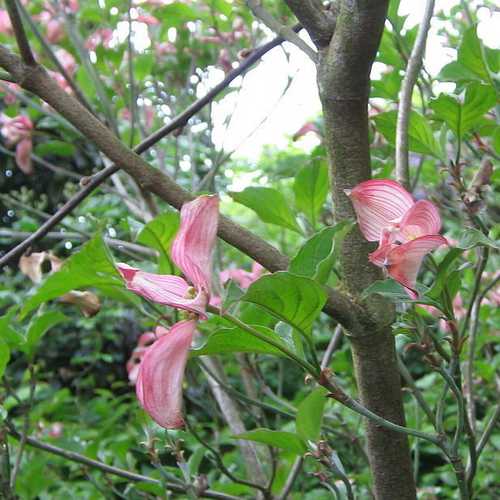Cornus florida Rubra - Future Forests