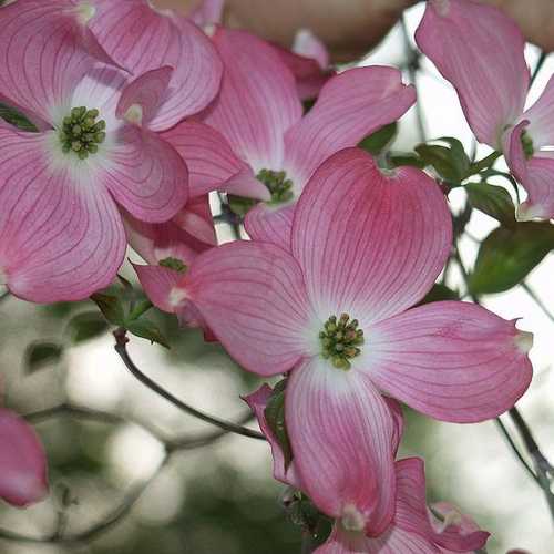 Cornus florida Rubra - Future Forests