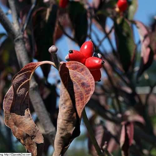 Cornus florida Rubra - Future Forests