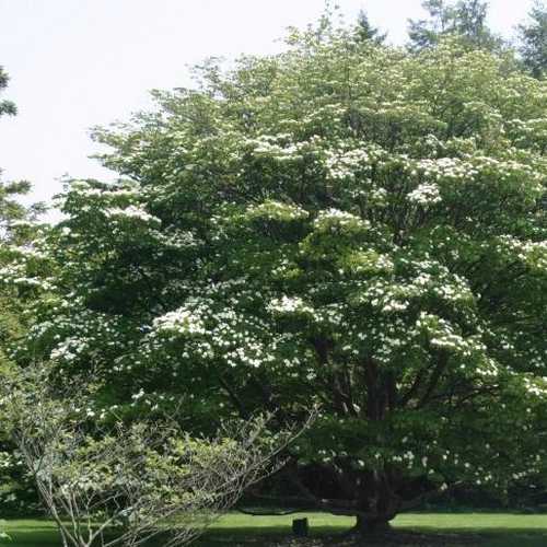Cornus Kousa - Future Forests