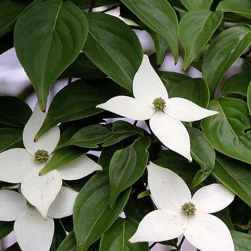 Cornus Kousa - Future Forests