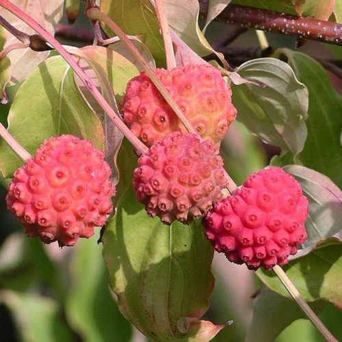 Cornus Kousa - Future Forests