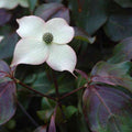 Cornus kousa Cappuccino