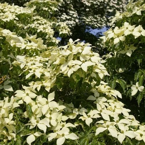 Cornus kousa John Slocock - Future Forests