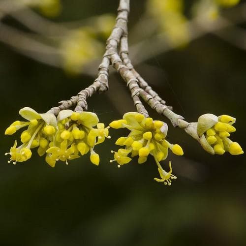 Cornus mas - Future Forests